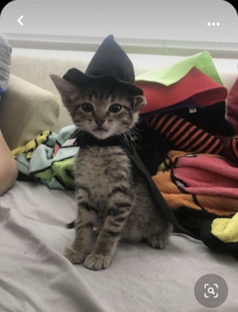 Meet your Posher, Majcia